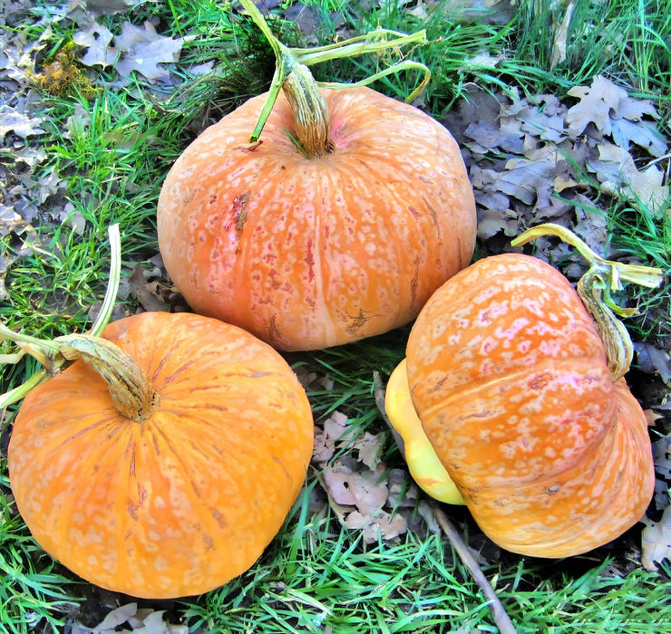 Lower Salmon River, Winter Squash, -- BoxGardenSeedsLLC -Squash,Pumpkins - Seeds