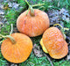 Lower Salmon River, Winter Squash, -- BoxGardenSeedsLLC -Squash,Pumpkins - Seeds