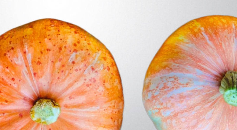 Lower Salmon River, Winter Squash - BoxGardenSeedsLLC - Squash,Pumpkins - Seeds - USA Seller, Thank you for shopping here today, Naturally Grown GMO Free Seeds, Heirloom Open Pollinated Seeds, Fresh Top Quality Premium Seeds