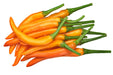 Orange Cayenne, Hot Pepper, -- BoxGardenSeedsLLC -Peppers,Eggplants - Seeds