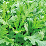 Chop Suey, Greens - BoxGardenSeedsLLC - Gourmet/Native Greens - Seeds - USA Seller, Thank you for shopping here today, Naturally Grown GMO Free Seeds, Heirloom Open Pollinated Seeds, Fresh Top Quality Premium Seeds