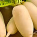 Giant Luo Buo, Radish, - BoxGardenSeedsLLC -Radishes - Seeds