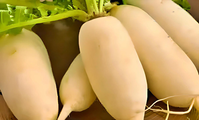 Giant Luo Buo, Radish - BoxGardenSeedsLLC - Radishes - Seeds - USA Seller, Thank you for shopping here today, Naturally Grown GMO Free Seeds, Heirloom Open Pollinated Seeds, Fresh Top Quality Premium Seeds