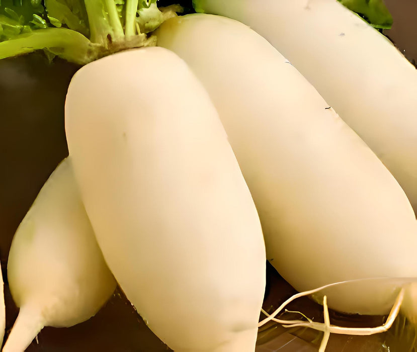 Giant Luo Buo, Radish, -- BoxGardenSeedsLLC -Radishes - Seeds