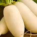 Giant Luo Buo, Radish, - BoxGardenSeedsLLC -Radishes - Seeds