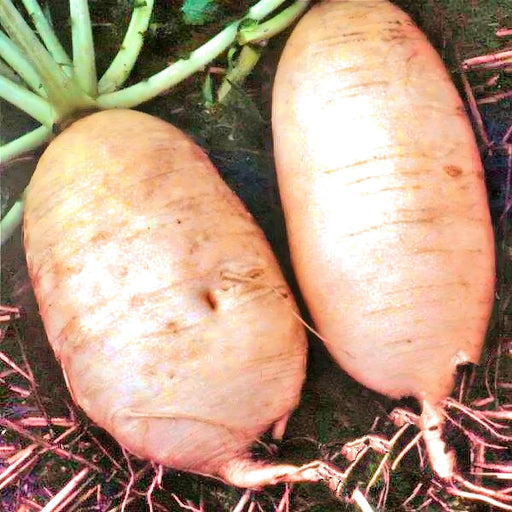 Giant Luo Buo, Radish, -- BoxGardenSeedsLLC -Radishes - Seeds