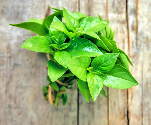 Basil, Lime - BoxGardenSeedsLLC -Culinary/Medicinal Herbs - Seeds