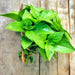 Basil, Lime - BoxGardenSeedsLLC -Culinary/Medicinal Herbs - Seeds