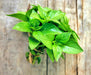 Basil, Lime - BoxGardenSeedsLLC - Culinary/Medicinal Herbs - Seeds - USA Seller, Thank you for shopping here today, Naturally Grown GMO Free Seeds, Heirloom Open Pollinated Seeds, Fresh Top Quality Premium Seeds
