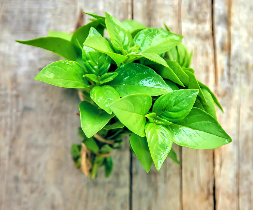 Basil, Lime -- BoxGardenSeedsLLC -Culinary/Medicinal Herbs - Seeds