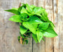 Basil, Lime -- BoxGardenSeedsLLC -Culinary/Medicinal Herbs - Seeds