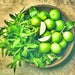 Basil, Lime - BoxGardenSeedsLLC -Culinary/Medicinal Herbs - Seeds