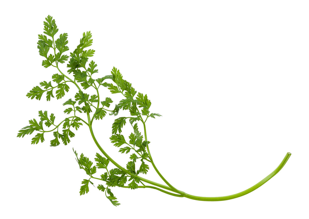 Curled, Chervil, -- BoxGardenSeedsLLC -Culinary/Medicinal Herbs - Seeds