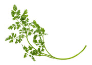 Curled, Chervil - BoxGardenSeedsLLC - Culinary/Medicinal Herbs - Seeds - Fresh Heirloom Open Pollinated Seeds, USA Seller, Thank you for shopping here today, Naturally Grown GMO Free Seeds, Heirloom Open Pollinated Seeds, Fresh Top Quality Premium Seeds