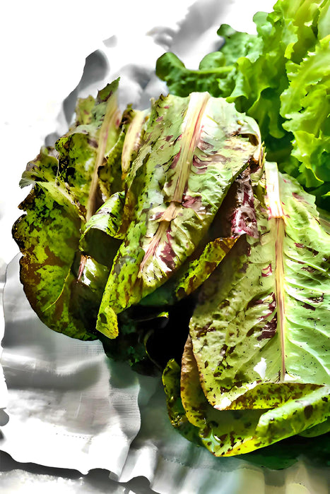 Freckles Romaine, Lettuce, - BoxGardenSeedsLLC -Lettuce - Seeds