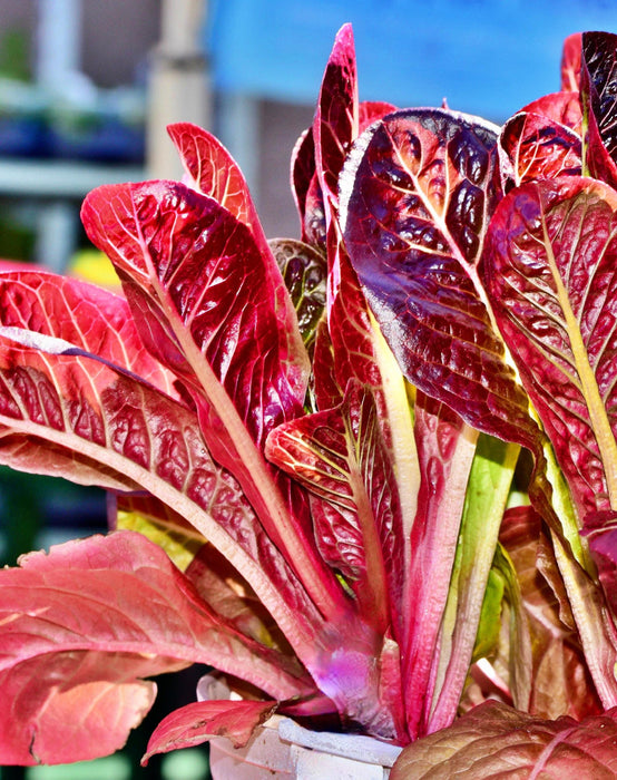 Red Romaine, Lettuce, - BoxGardenSeedsLLC -Lettuce - Seeds