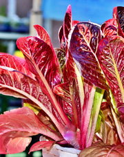 Red Romaine, Lettuce - BoxGardenSeedsLLC - Lettuce - Seeds - USA Seller, Thank you for shopping here today, Naturally Grown GMO Free Seeds, Heirloom Open Pollinated Seeds, Fresh Top Quality Premium Seeds