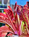 Red Romaine, Lettuce, -- BoxGardenSeedsLLC -Lettuce - Seeds