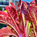 Red Romaine, Lettuce, - BoxGardenSeedsLLC -Lettuce - Seeds