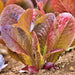 Red Romaine, Lettuce, - BoxGardenSeedsLLC -Lettuce - Seeds