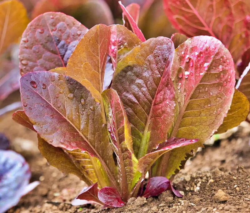 Red Romaine, Lettuce - BoxGardenSeedsLLC - Lettuce - Seeds - USA Seller, Thank you for shopping here today, Naturally Grown GMO Free Seeds, Heirloom Open Pollinated Seeds, Fresh Top Quality Premium Seeds