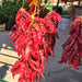 Big Jim Legacy Hatch Chile, Hot Pepper, - BoxGardenSeedsLLC -Abundant Stock SALE - Seeds