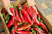 Big Jim Legacy Hatch Chile, Hot Pepper - BoxGardenSeedsLLC - Peppers,Eggplants - Seeds - USA Seller, Thank you for shopping here today, Naturally Grown GMO Free Seeds, Heirloom Open Pollinated Seeds, Fresh Top Quality Premium Seeds