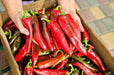 Big Jim Legacy Hatch Chile, Hot Pepper - BoxGardenSeedsLLC - Peppers,Eggplants - Seeds - USA Seller, Thank you for shopping here today, Naturally Grown GMO Free Seeds, Heirloom Open Pollinated Seeds, Fresh Top Quality Premium Seeds
