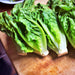 Giant Caesar, Romaine Lettuce, - BoxGardenSeedsLLC -Lettuce - Seeds