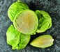 Danish Ballhead, Cabbage, -- BoxGardenSeedsLLC -Cabbage, Kale - Seeds