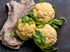 All Year Round, Cauliflower, -- BoxGardenSeedsLLC -Broccoli,Cauliflower - Seeds