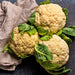 All Year Round, Cauliflower, - BoxGardenSeedsLLC -Broccoli,Cauliflower - Seeds