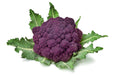 Cauliflower, Purple Cape, -- BoxGardenSeedsLLC -Broccoli,Cauliflower - Seeds