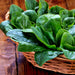 Winter Giant, Spinach, - BoxGardenSeedsLLC -Gourmet/Native Greens - Seeds