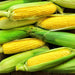 Early Golden Bantam, Sweet Corn, - BoxGardenSeedsLLC -Abundant Stock SALE - Seeds