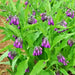 True Comfrey, (Symphytum officinale), -- BoxGardenSeedsLLC -Culinary/Medicinal Herbs - Seeds