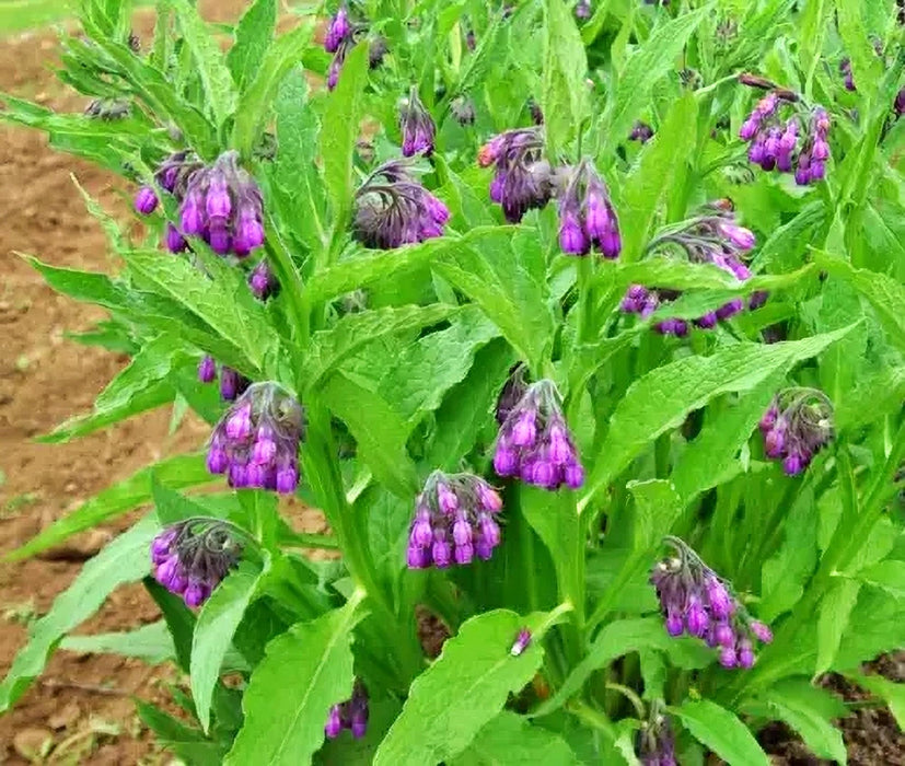 True Comfrey, (Symphytum officinale), -- BoxGardenSeedsLLC -Culinary/Medicinal Herbs - Seeds