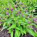 True Comfrey, (Symphytum officinale), -- BoxGardenSeedsLLC -Culinary/Medicinal Herbs - Seeds