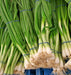 Heshiko, Japanese Bunching Onion, -- BoxGardenSeedsLLC -Onions,Leeks - Seeds