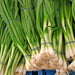 Heshiko, Japanese Bunching Onion, - BoxGardenSeedsLLC -Onions,Leeks - Seeds