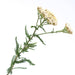 White, Yarrow, - BoxGardenSeedsLLC -Culinary/Medicinal Herbs - Seeds