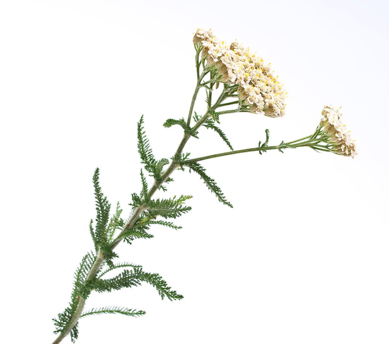 White, Yarrow, -- BoxGardenSeedsLLC -Culinary/Medicinal Herbs - Seeds