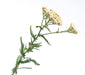 White, Yarrow, -- BoxGardenSeedsLLC -Culinary/Medicinal Herbs - Seeds