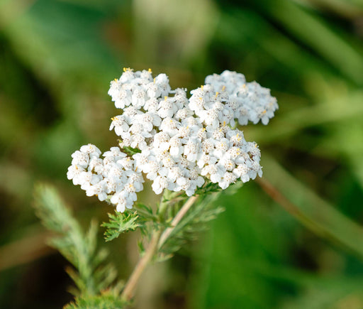 White, Yarrow, -- BoxGardenSeedsLLC -Culinary/Medicinal Herbs - Seeds