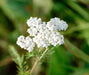 White, Yarrow, -- BoxGardenSeedsLLC -Culinary/Medicinal Herbs - Seeds