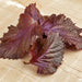 Red Shiso, Culinary & Medicinal Herbs, - BoxGardenSeedsLLC -Culinary/Medicinal Herbs - Seeds