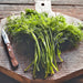 Grama Enick's, Dill Herb, - BoxGardenSeedsLLC -Culinary/Medicinal Herbs - Seeds