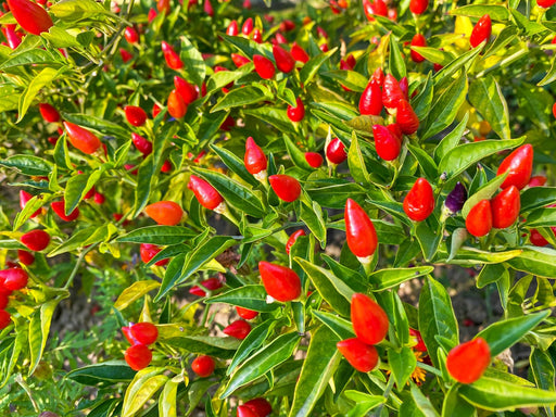 Chinese 5 Color, Hot Pepper, - BoxGardenSeedsLLC -Peppers,Eggplants - Seeds