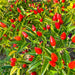 Chinese 5 Color, Hot Pepper, - BoxGardenSeedsLLC -Peppers,Eggplants - Seeds