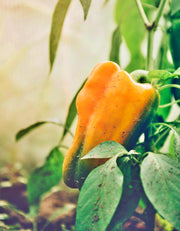 Yellow Monster, Sweet Bell Pepper - BoxGardenSeedsLLC - Peppers,Eggplants - Seeds - USA Seller, Thank you for shopping here today, Naturally Grown GMO Free Seeds, Heirloom Open Pollinated Seeds, Fresh Top Quality Premium Seeds